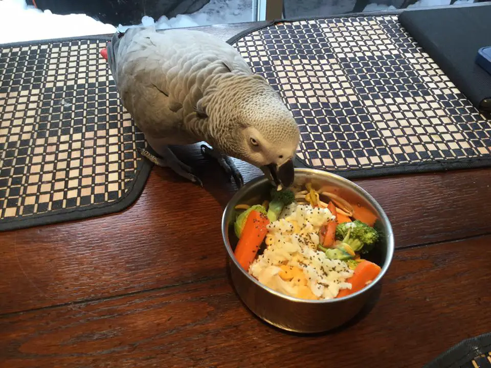 Food for parrot