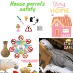 House parrots safety