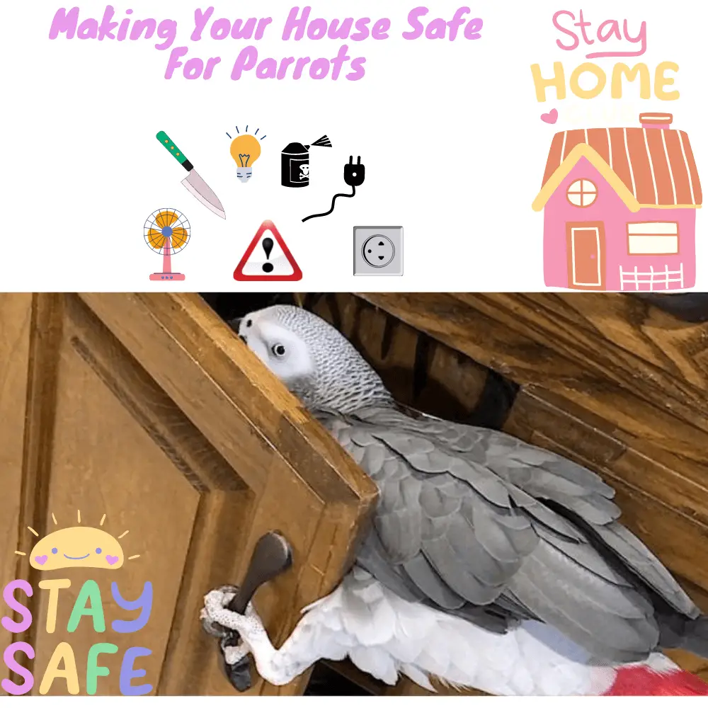 House parrots safety