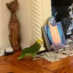 livingroom-parrot