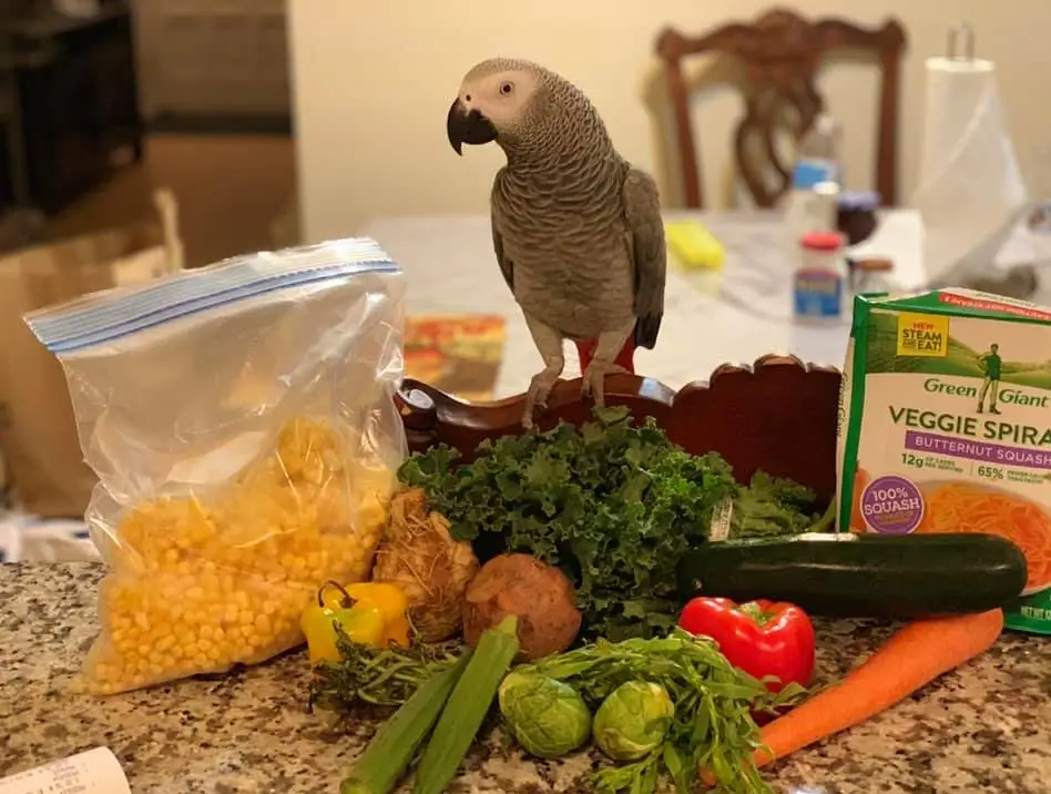 African Grey Parrot Food