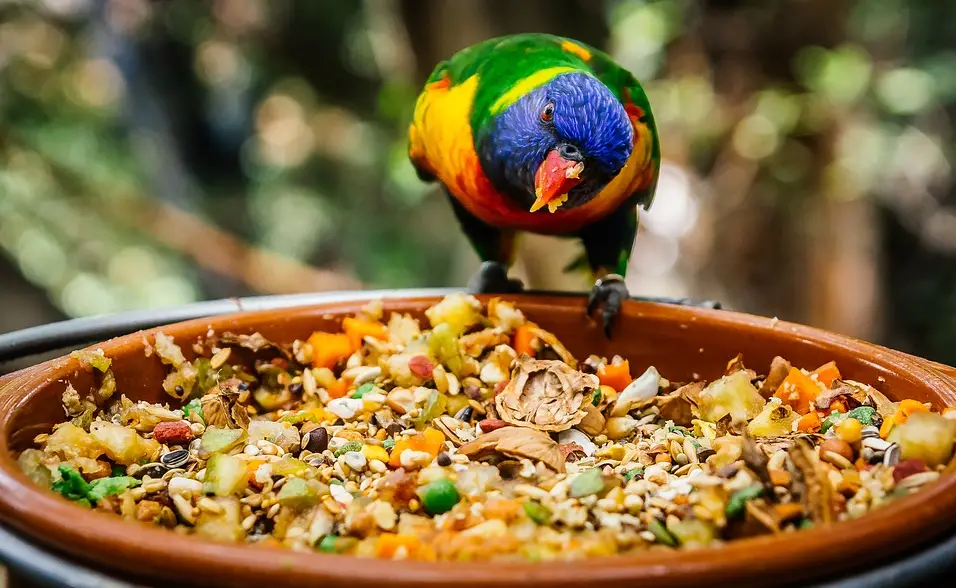 Best Nutrition for parrot