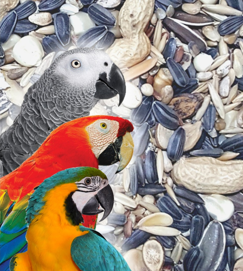 Seed Mixes for Parrots