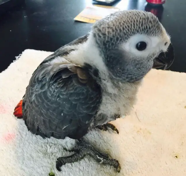 How to breed a young grey parrot