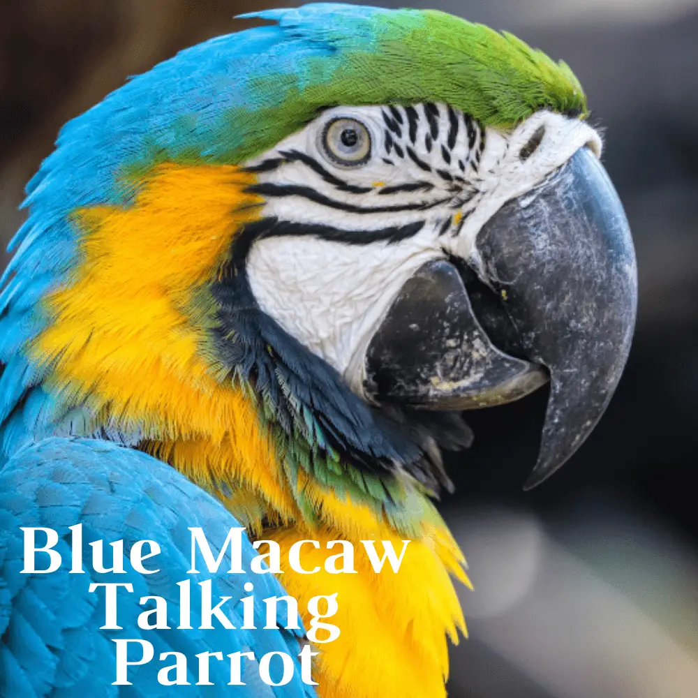 Blue macaw talking parrot