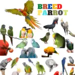 Breed Parrot