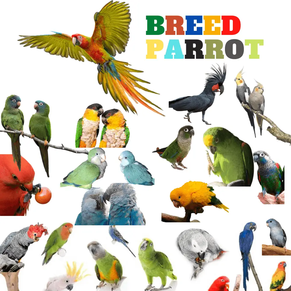 Breed Parrot