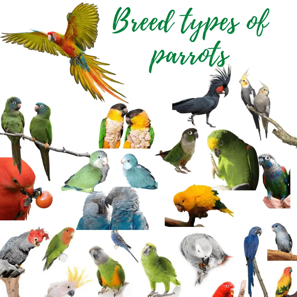 Breed types of parrots