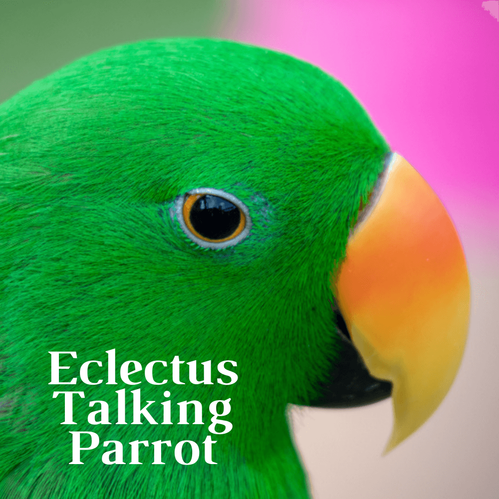 Eclectus Talkiing parrot