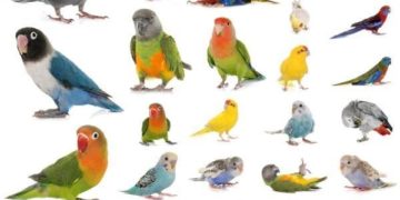 Parrot-List