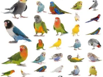 Parrot-List