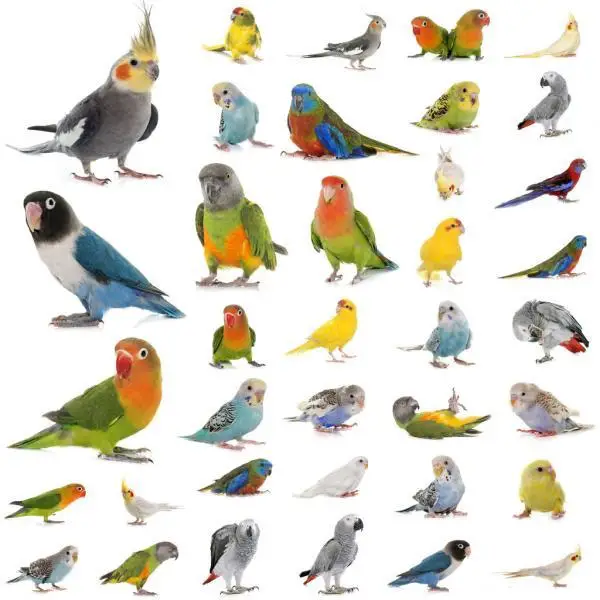 Parrot-List
