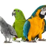 Top 10 Most Popular talking parrot