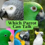 Which parrot can talk