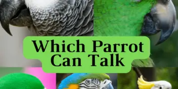 Which parrot can talk