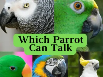 Which parrot can talk