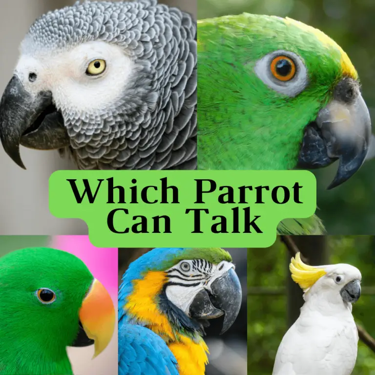 How To Choose The Right Parrot For You - How To Choose The Right Parrot ...