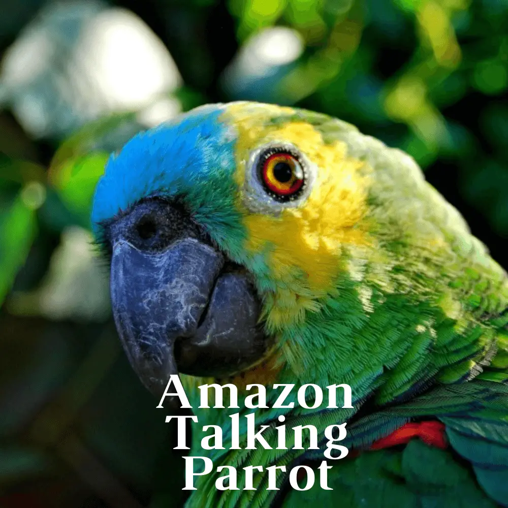 Blue-fronted Amazon talking parrot