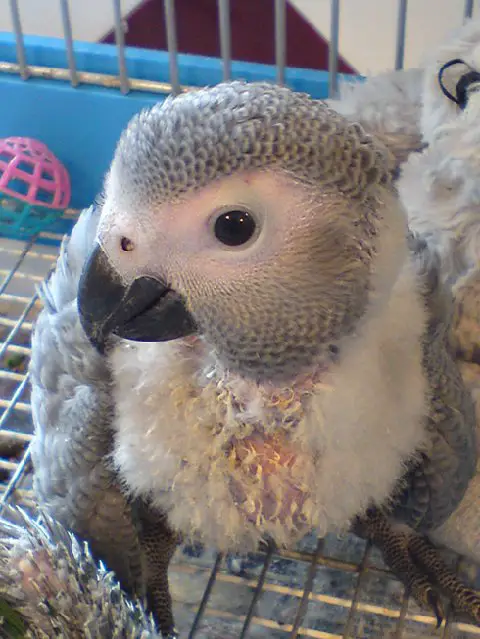 How to breed a young grey parrot