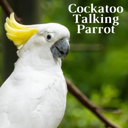 Which Parrot Can Talk - What Parrots Talk The Most 