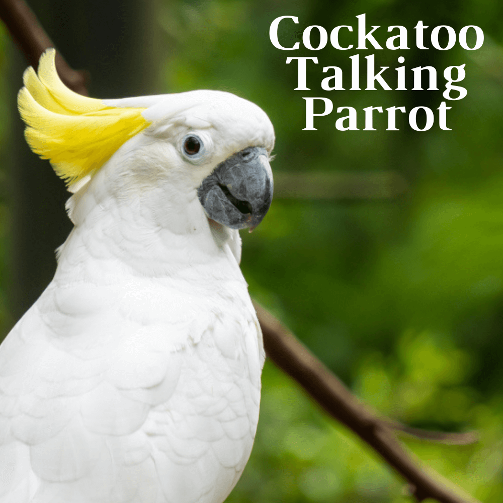 yellow-crested cockatoo talking parrot