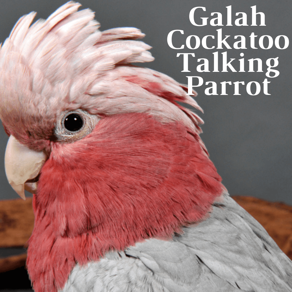galah cockatoo talking parrot