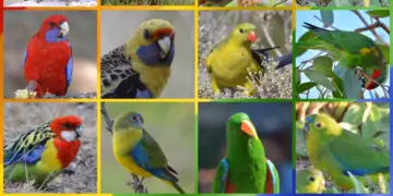 parrots