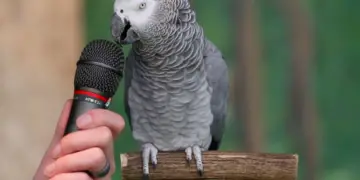 parrot speaking