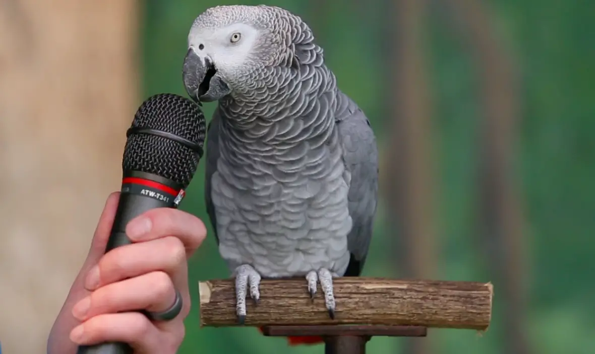 parrot speaking