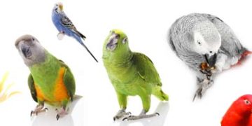 Parrot Types Which one is best for You