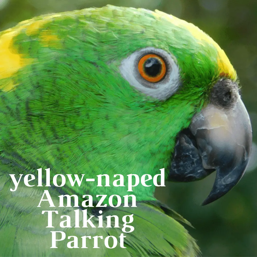 yellow naped talking parrot