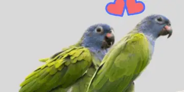 Blue headed Pionus