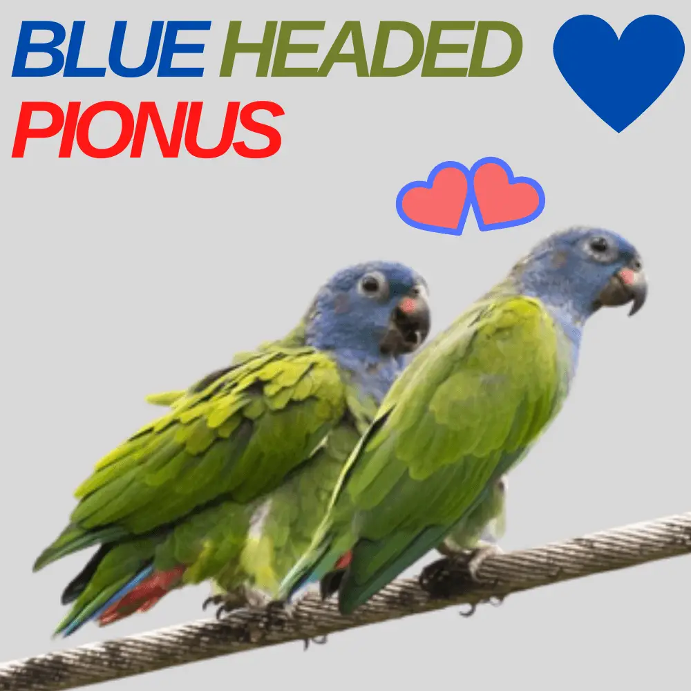 Blue headed Pionus