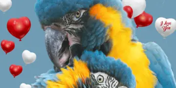 Blue throated macaw