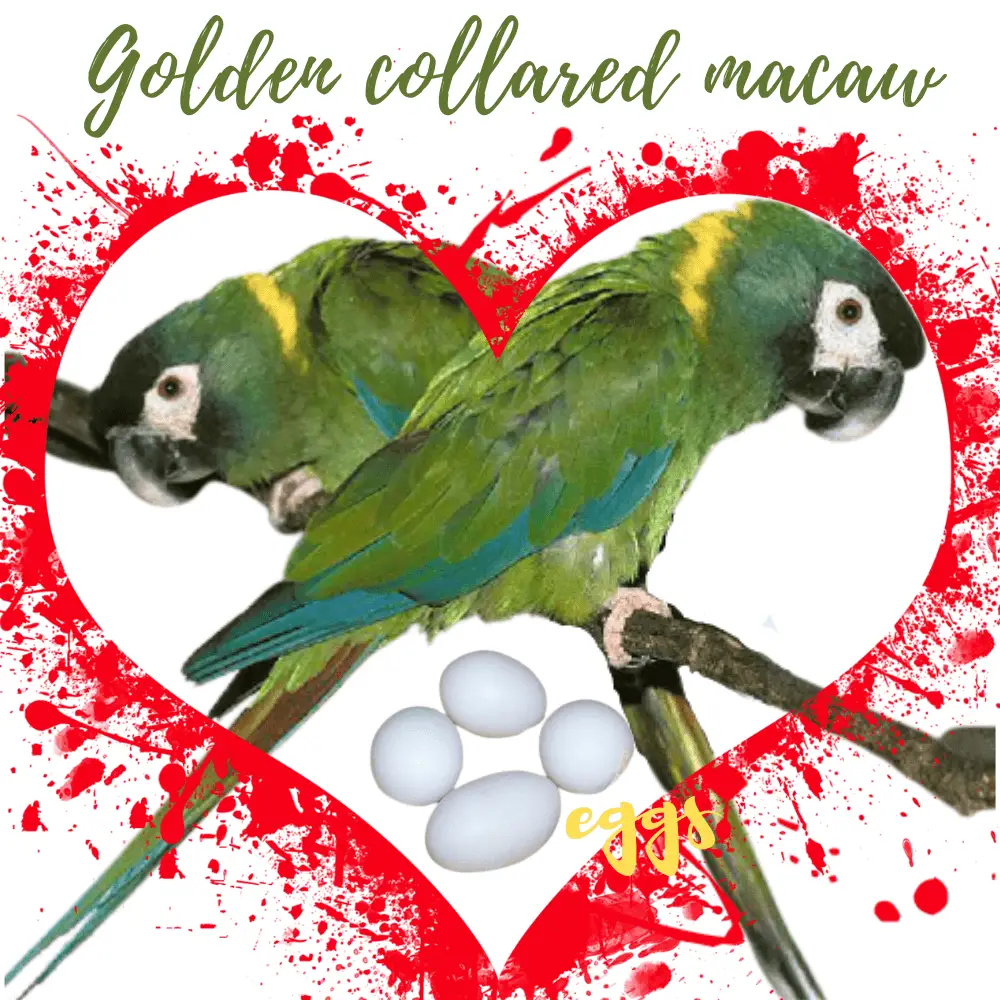 Golden collared macaw