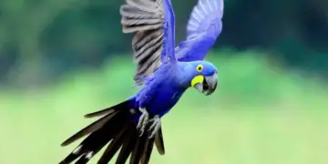 Hyacinth parrot