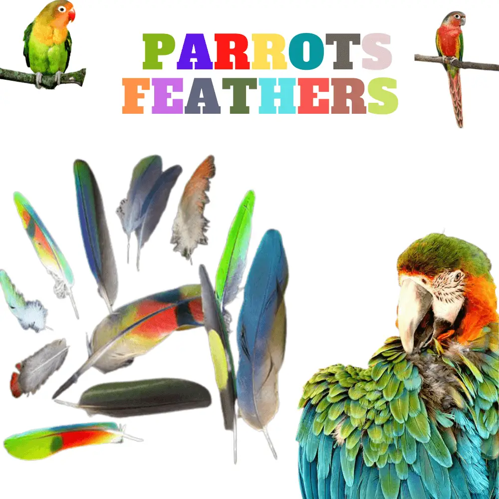 Parrots feathers