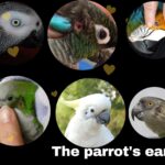 The parrot's ear