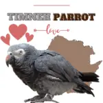 Timneh parrot