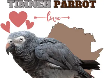Timneh parrot