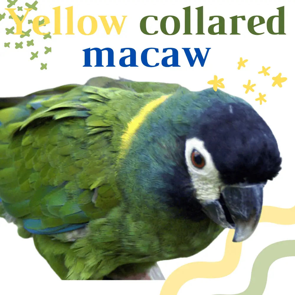 Yellow collared macaw