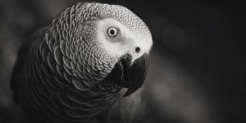 African Grey Parrot Gifts