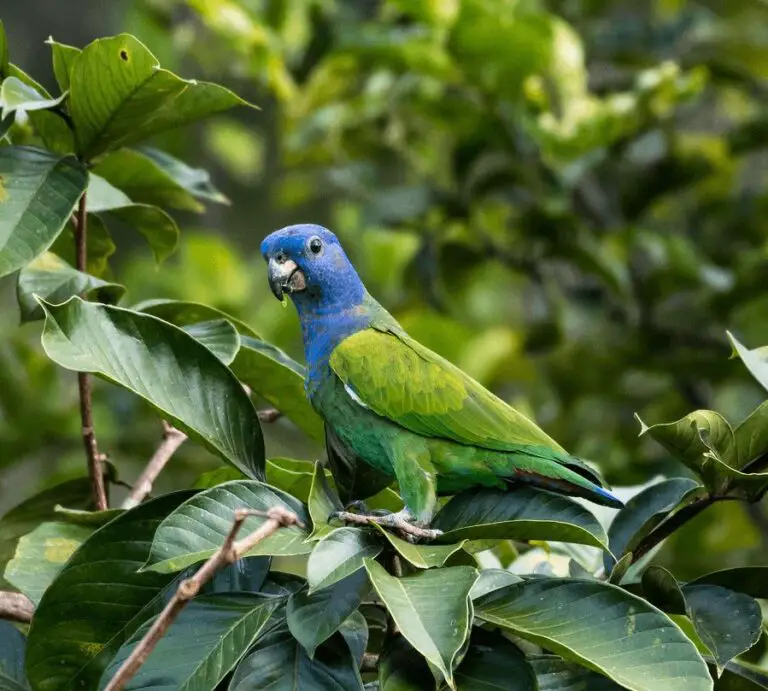 Blue Headed Pionus - Health Diet Personality Intelligence