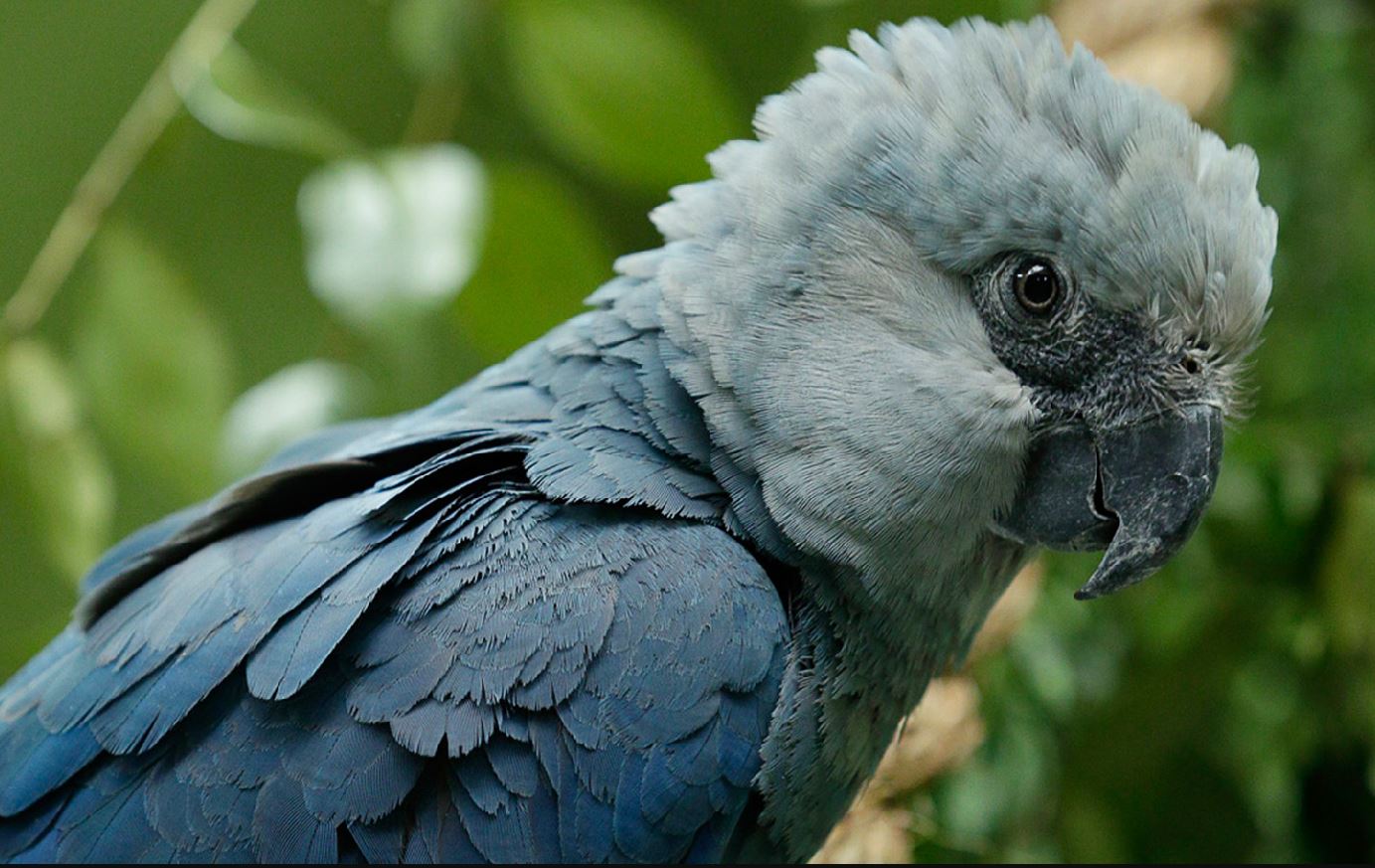 little blue macaw