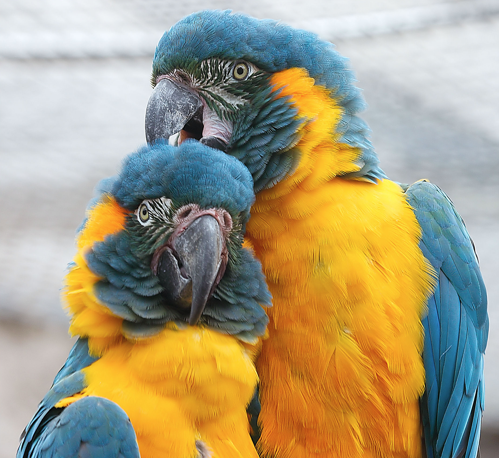 macaw Blue throated