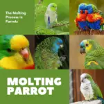 parakeet molting