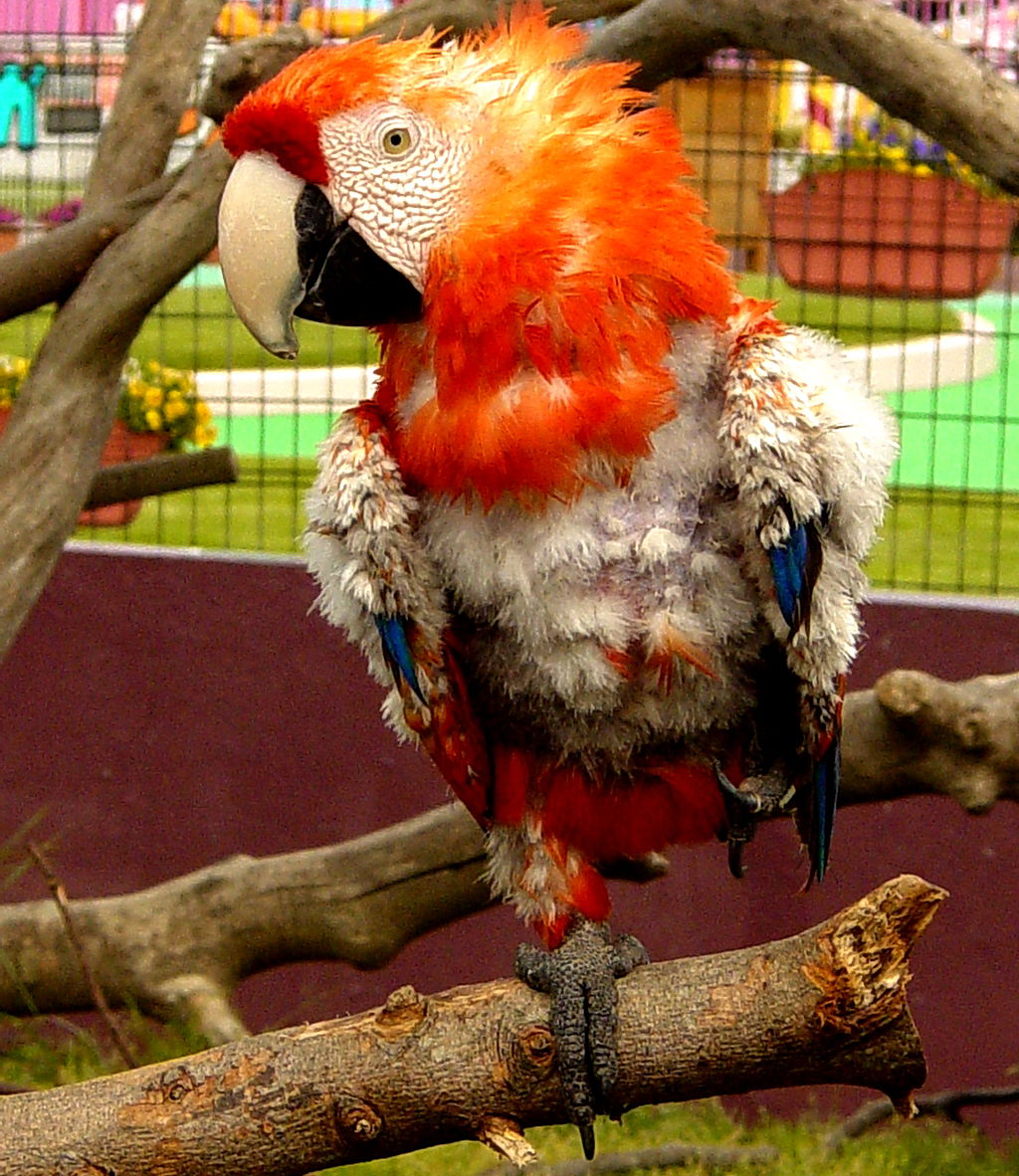 parrot-malnutrition