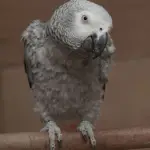 parrot malnutrition