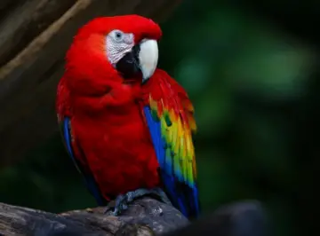 How long do parrots live - parrot lifespan