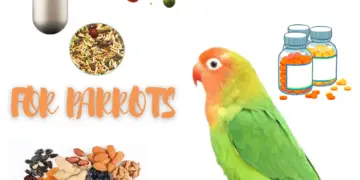 vitamins for parrots